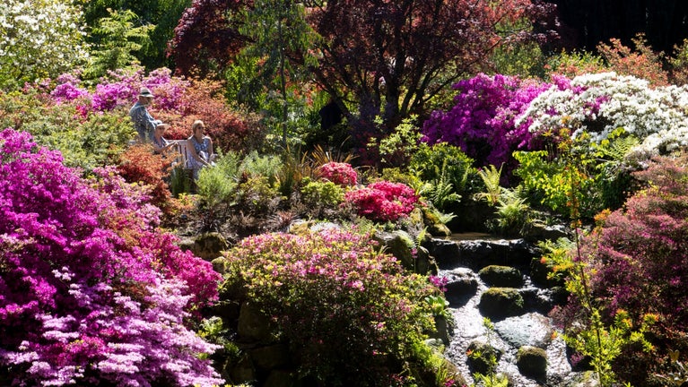 Azaleas and Rhododendrons in flower in May at Bodnant Garden, North Wales